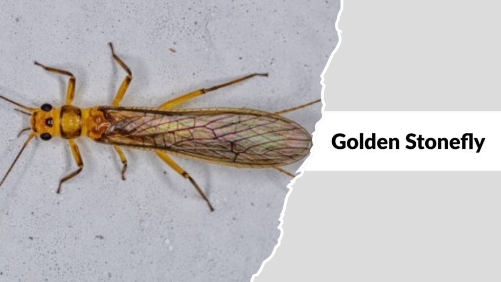 Golden Stonefly