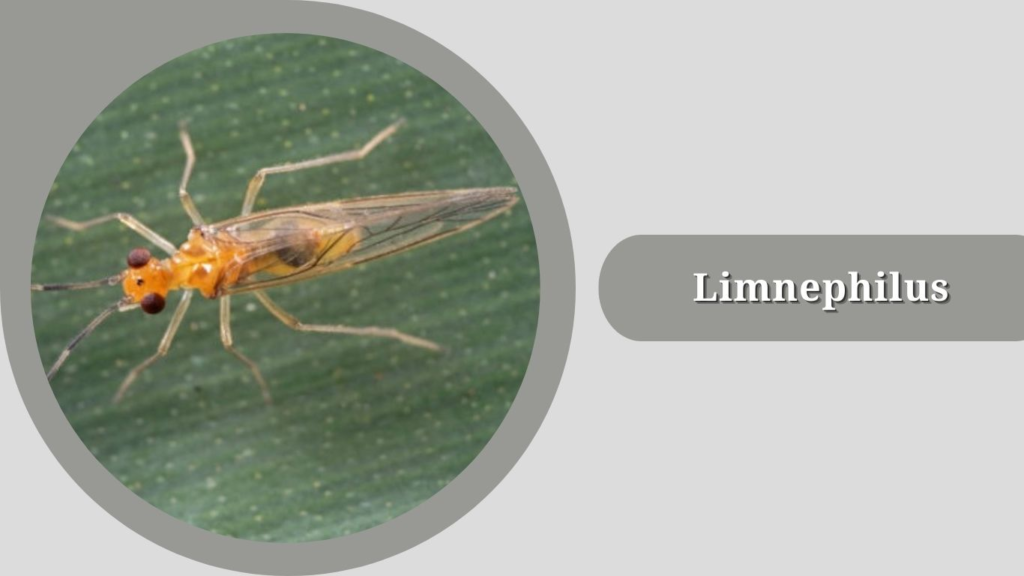  Limnephilus 