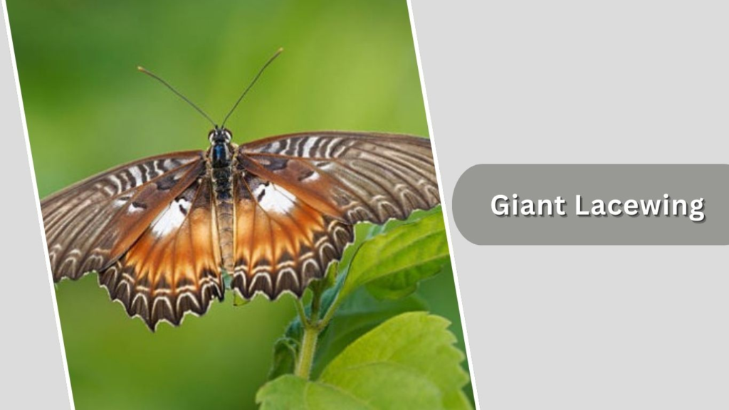 Giant Lacewing