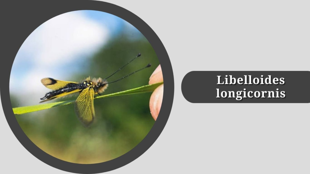 Libelloides longicornis