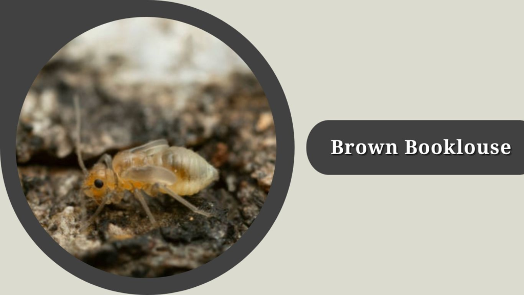 Brown Booklouse