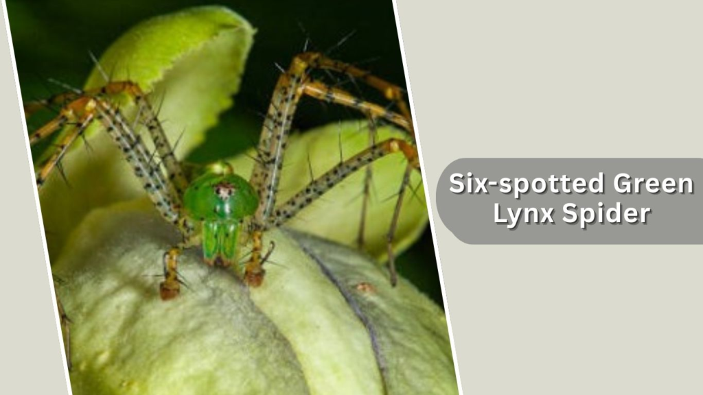 Six-spotted Green Lynx Spider