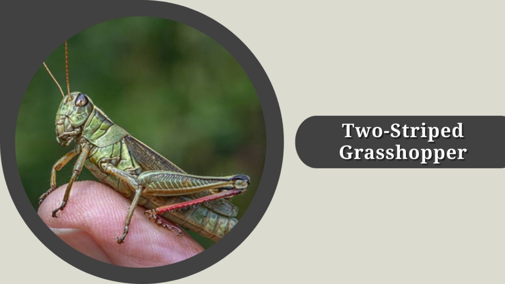 Two-Striped Grasshopper