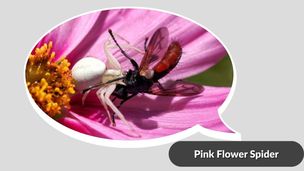 Pink Flower Spider