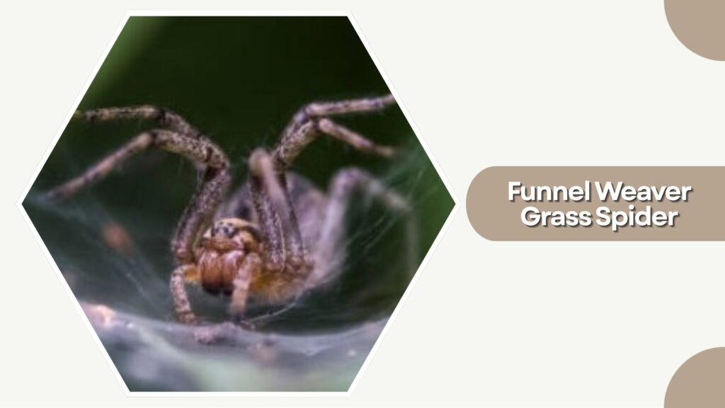 Funnel Weaver Grass Spider