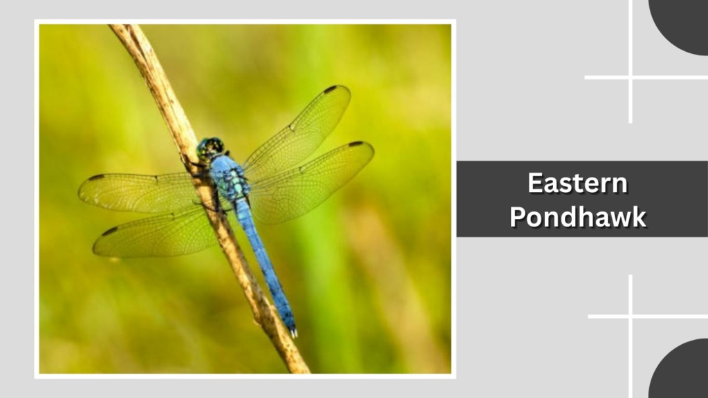 Eastern Pondhawk