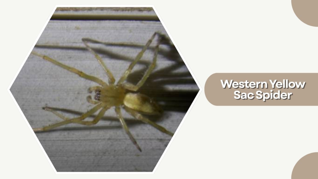 Western Yellow Sac Spider