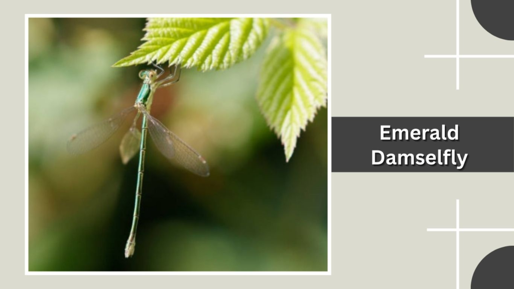  Emerald Damselfly