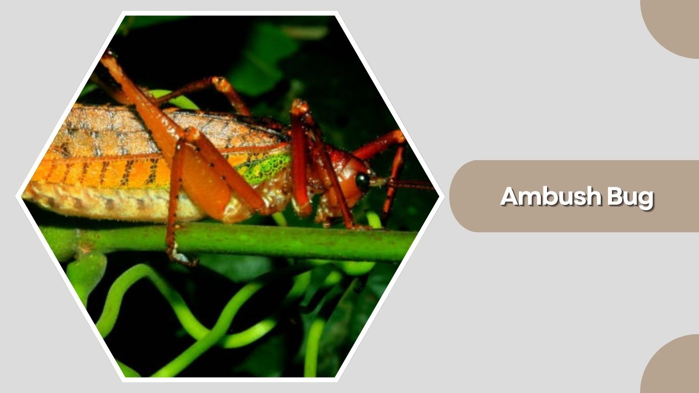 Assassin Bug Insect Identification 15 Types of Assassin Bug: Species Identification with Pictures