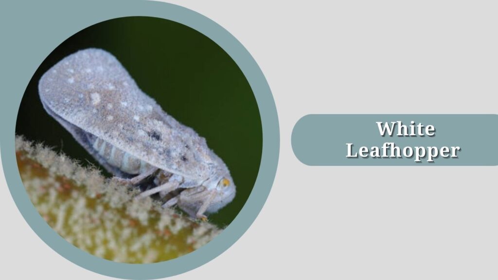 White Leafhopper