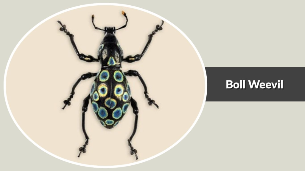 Boll Weevil
