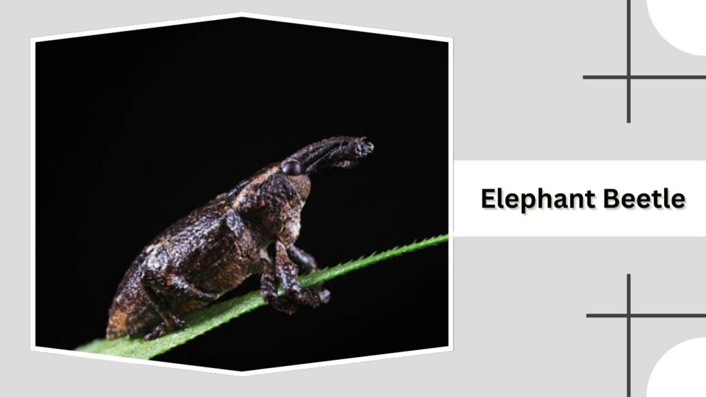Elephant Beetle
