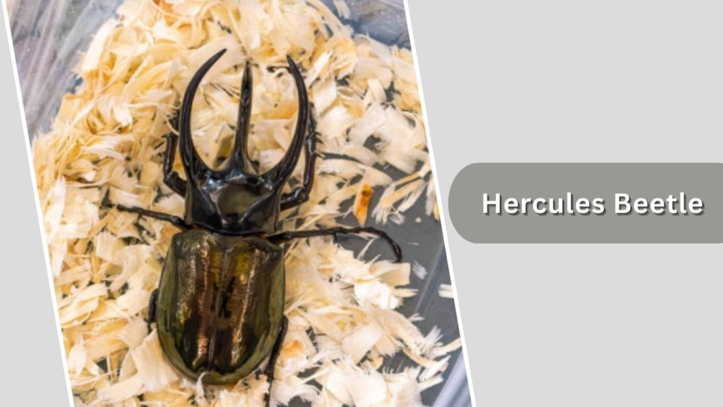 Hercules Beetle