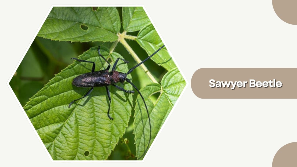 Sawyer Beetle