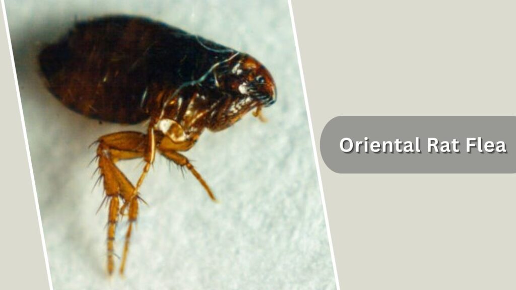 Oriental Rat Flea Oriental Rat Flea