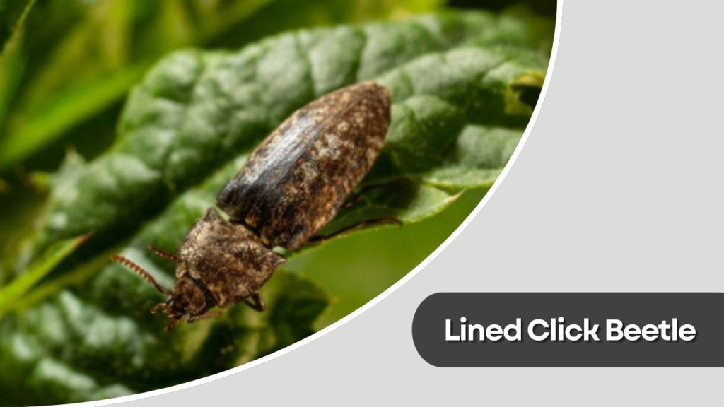 Lined Click Beetle
