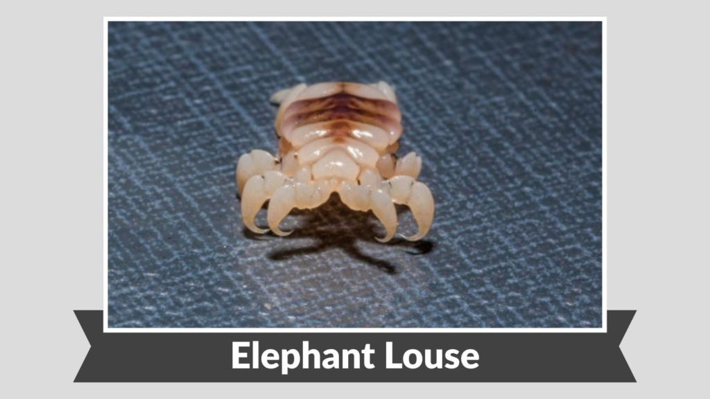  Elephant Louse