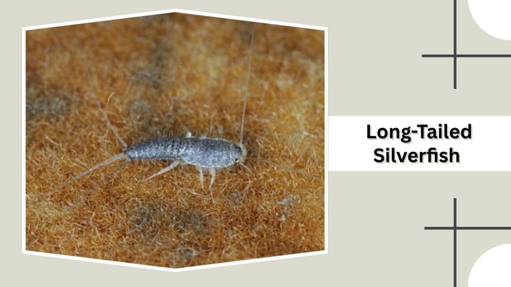 Long-Tailed Silverfish