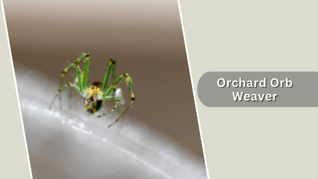 Orchard Orb Weaver
