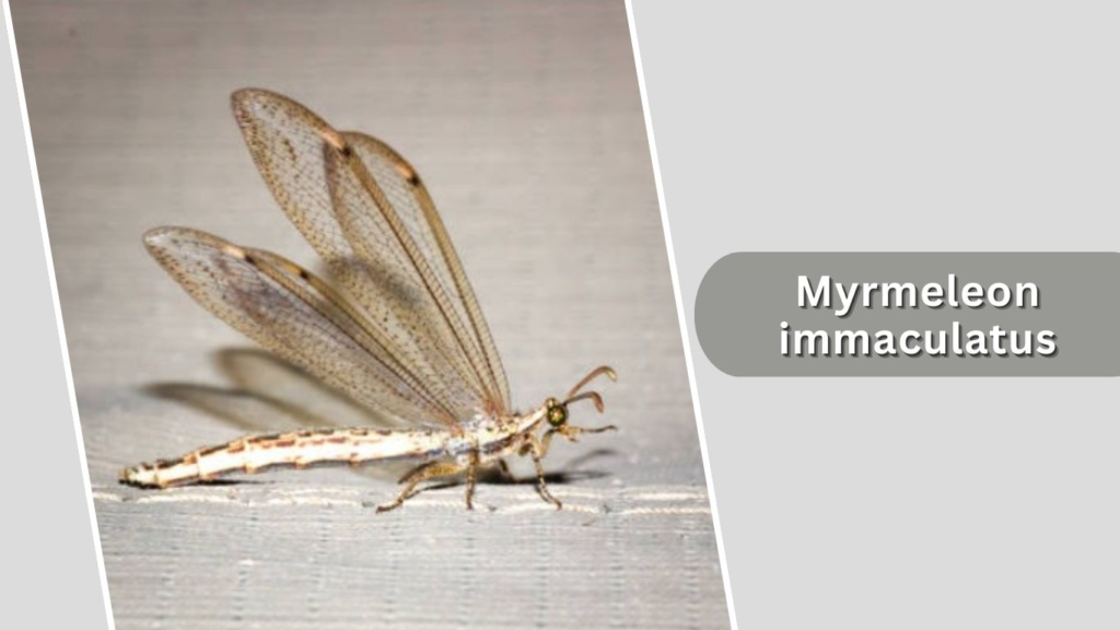 Myrmeleon immaculatus