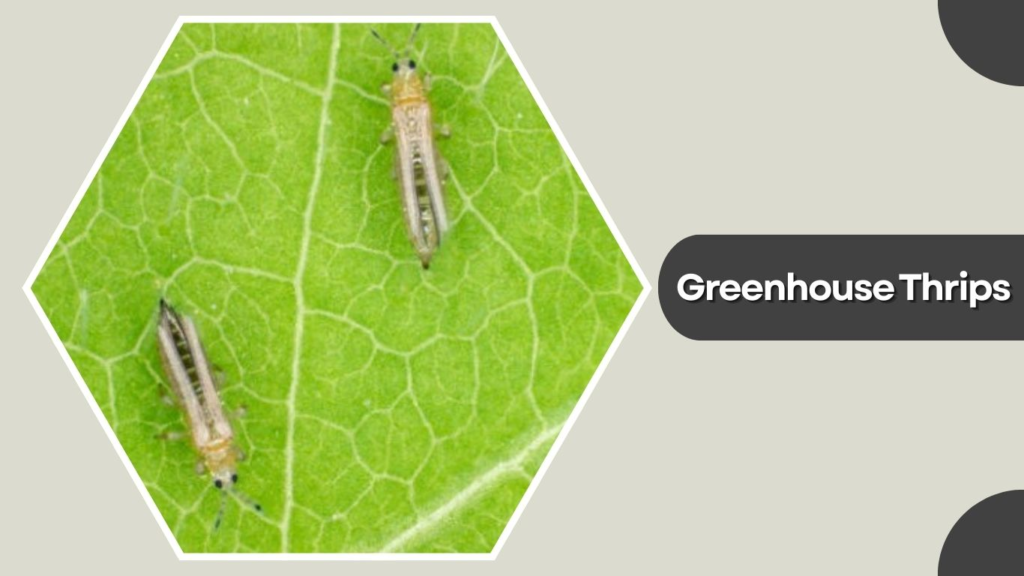 Greenhouse Thrips