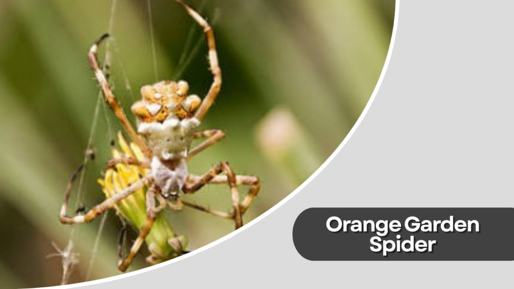 Orange Garden Spider