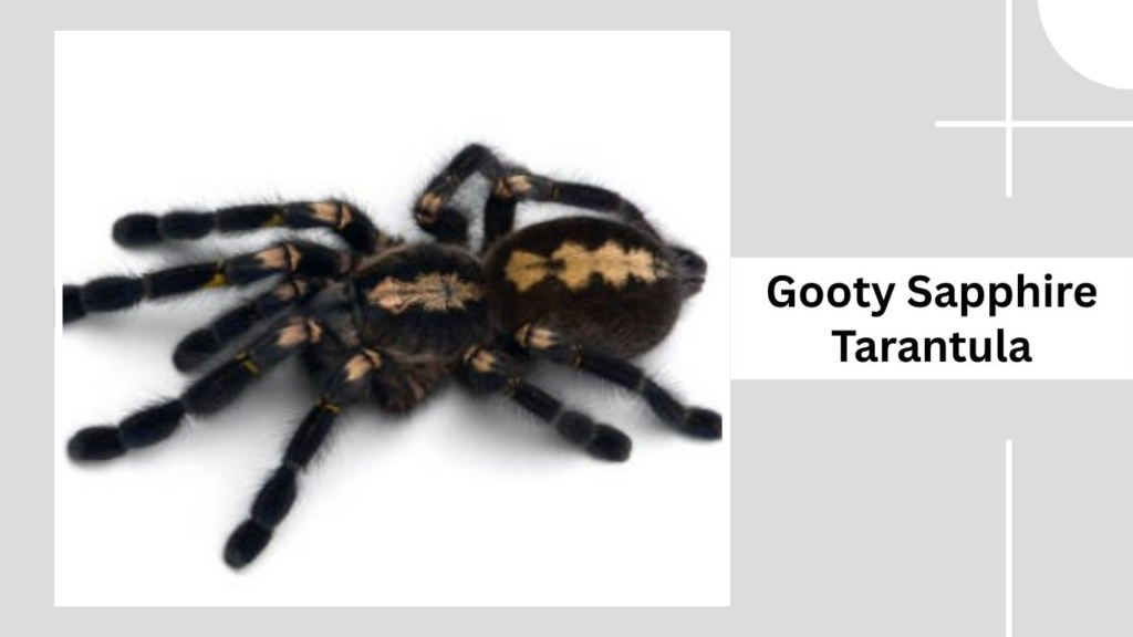 Gooty Sapphire Tarantula
