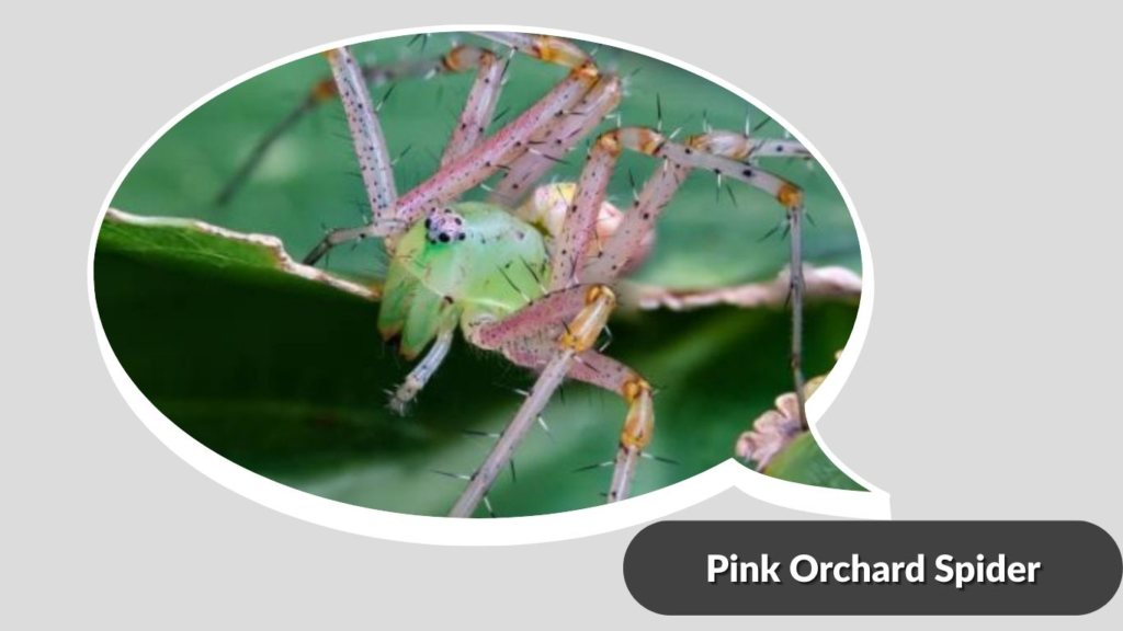 Pink Orchard Spider