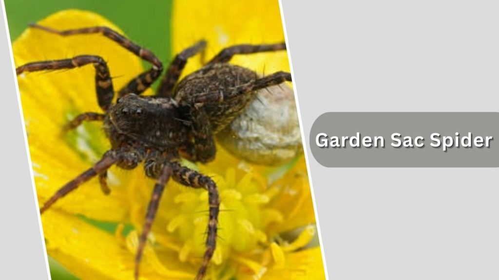 Garden Sac Spider