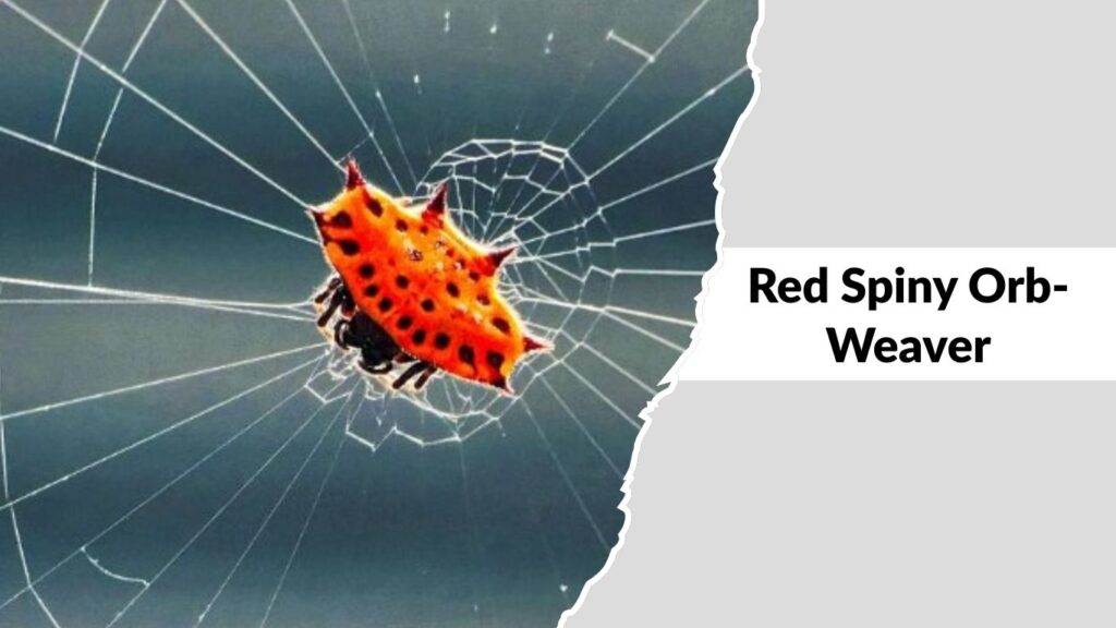 Red Spiny Orb-Weaver
