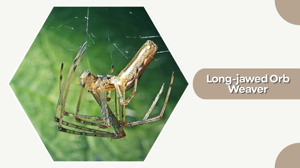 Long-jawed Orb Weaver