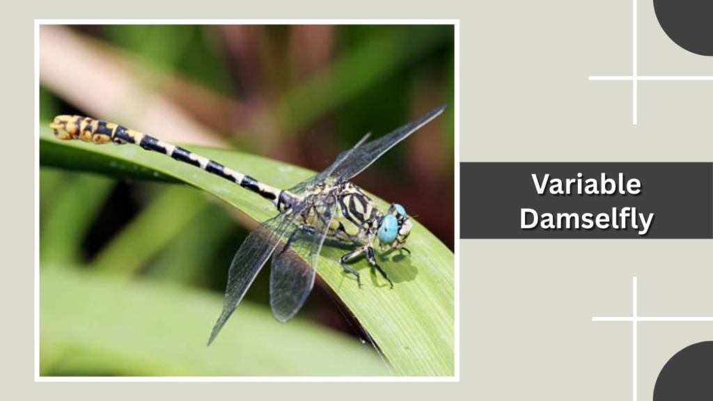 Variable Damselfly