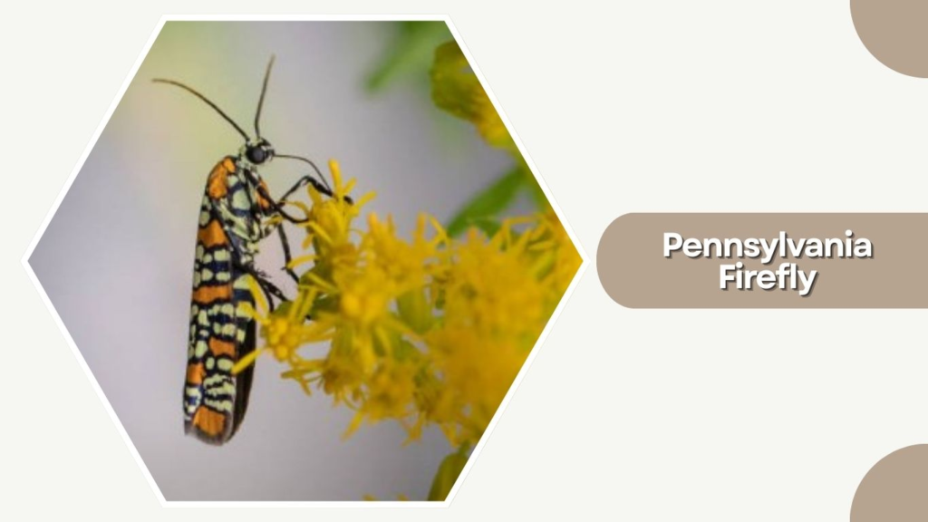 Pennsylvania Firefly