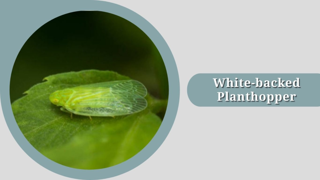 White-backed Planthopper 