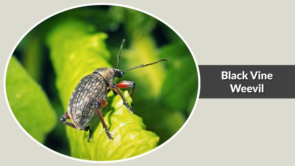 Black Vine Weevil