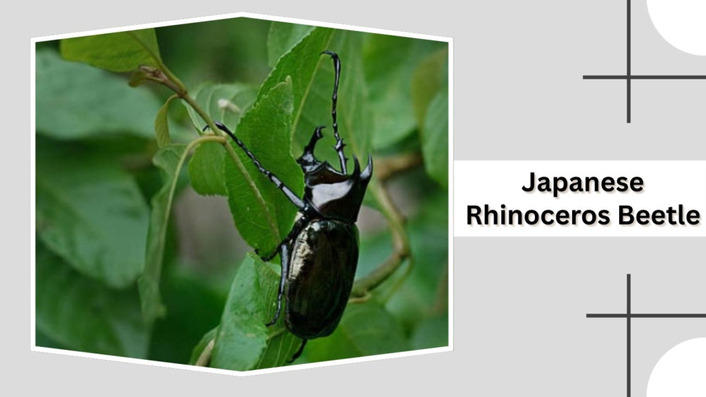 Japanese Rhinoceros Beetle