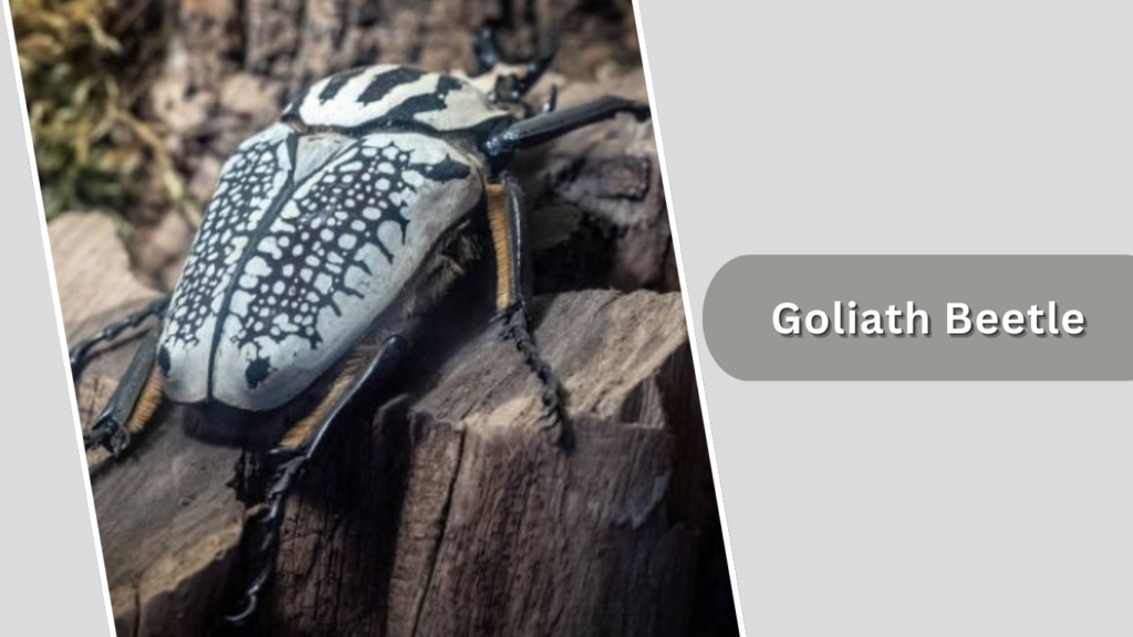  Goliath Beetle