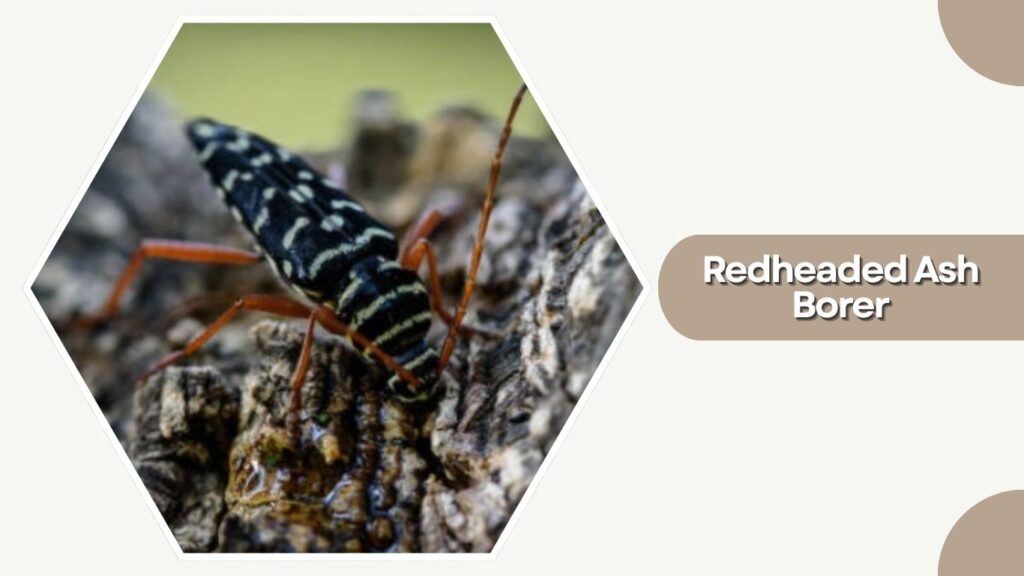 Redheaded Ash Borer
