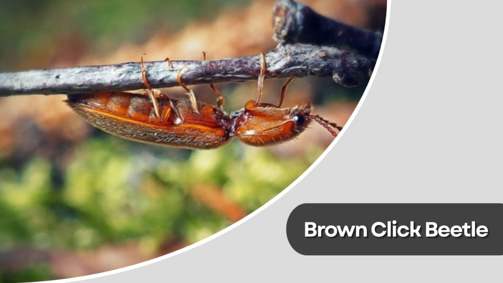 Brown Click Beetle