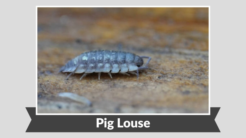 Pig Louse