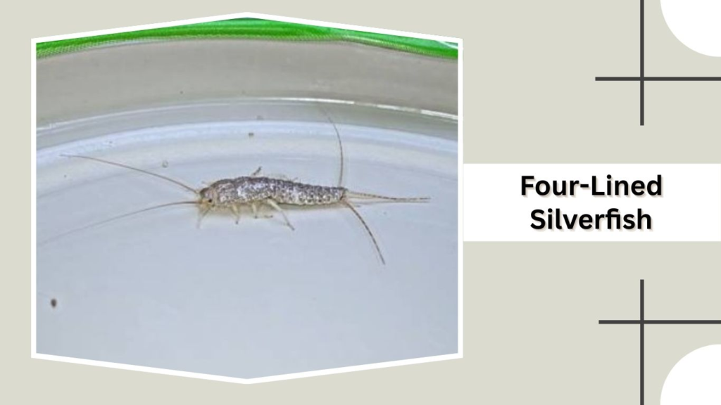 Four-Lined Silverfish