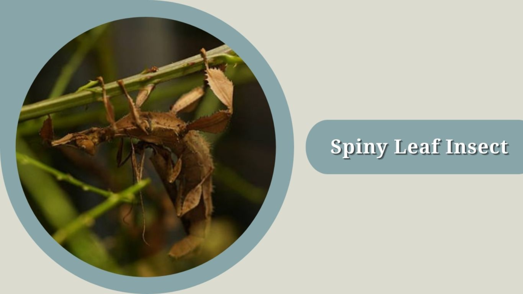 Spiny Leaf Insect