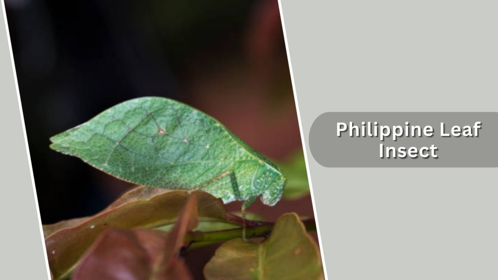 Philippine Leaf Insect