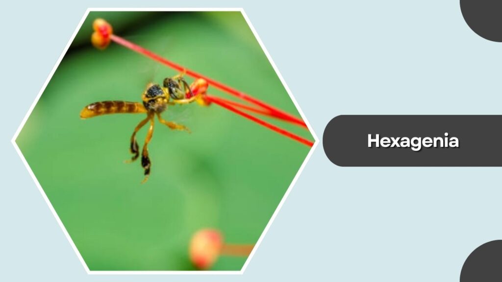 Hexagenia Hexagenia