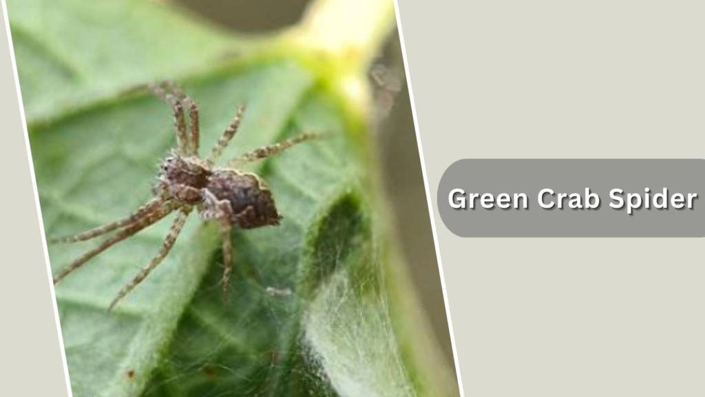 Green Crab Spider