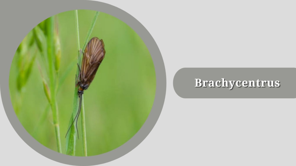 Brachycentrus 