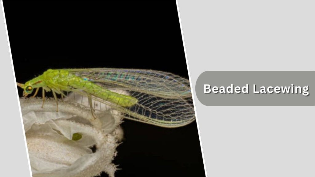 Beaded Lacewing
