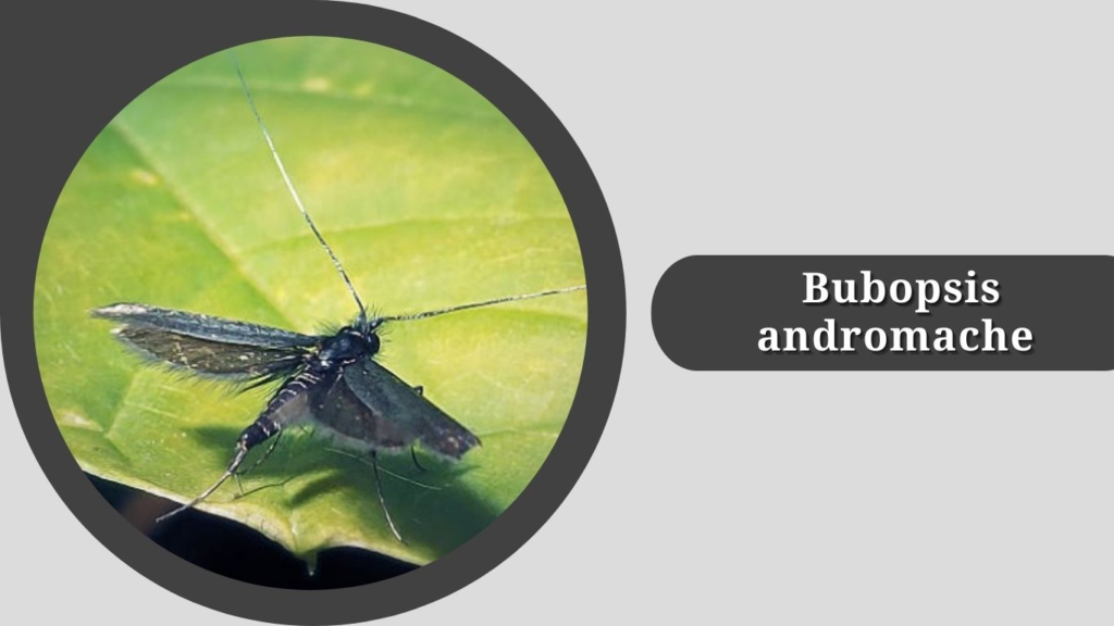 Bubopsis andromache