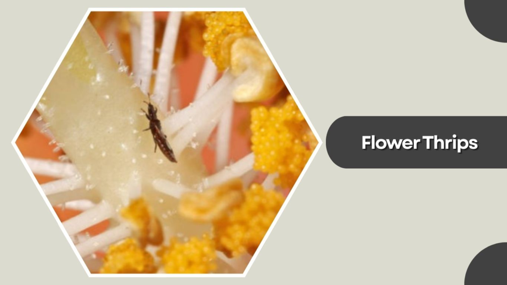 Flower Thrips