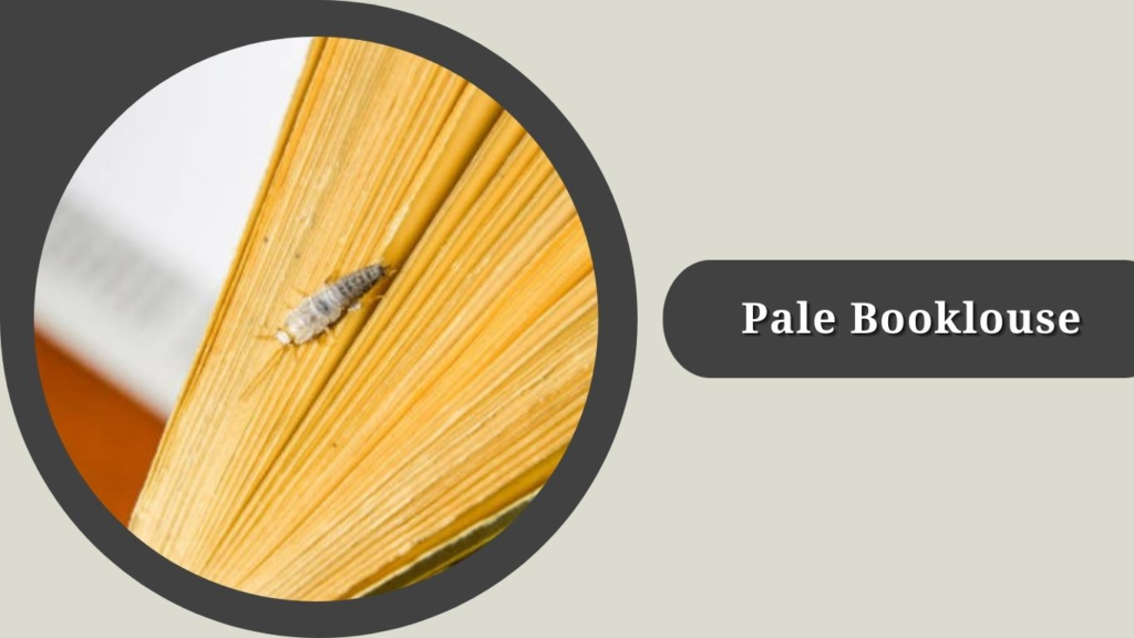 Pale Booklouse